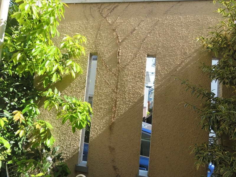 ツルのある植物は塀に根をはって伸びるので、枯れた後も根が残って目立つことがあります。